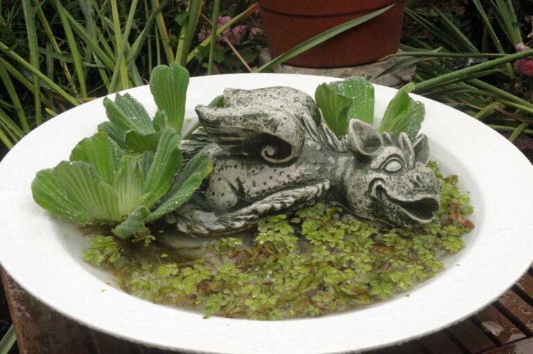 Jungtier des Grüngrauen Sumpflurchlings beim Planschen (Foto: Bundesamt für magische Wesen)